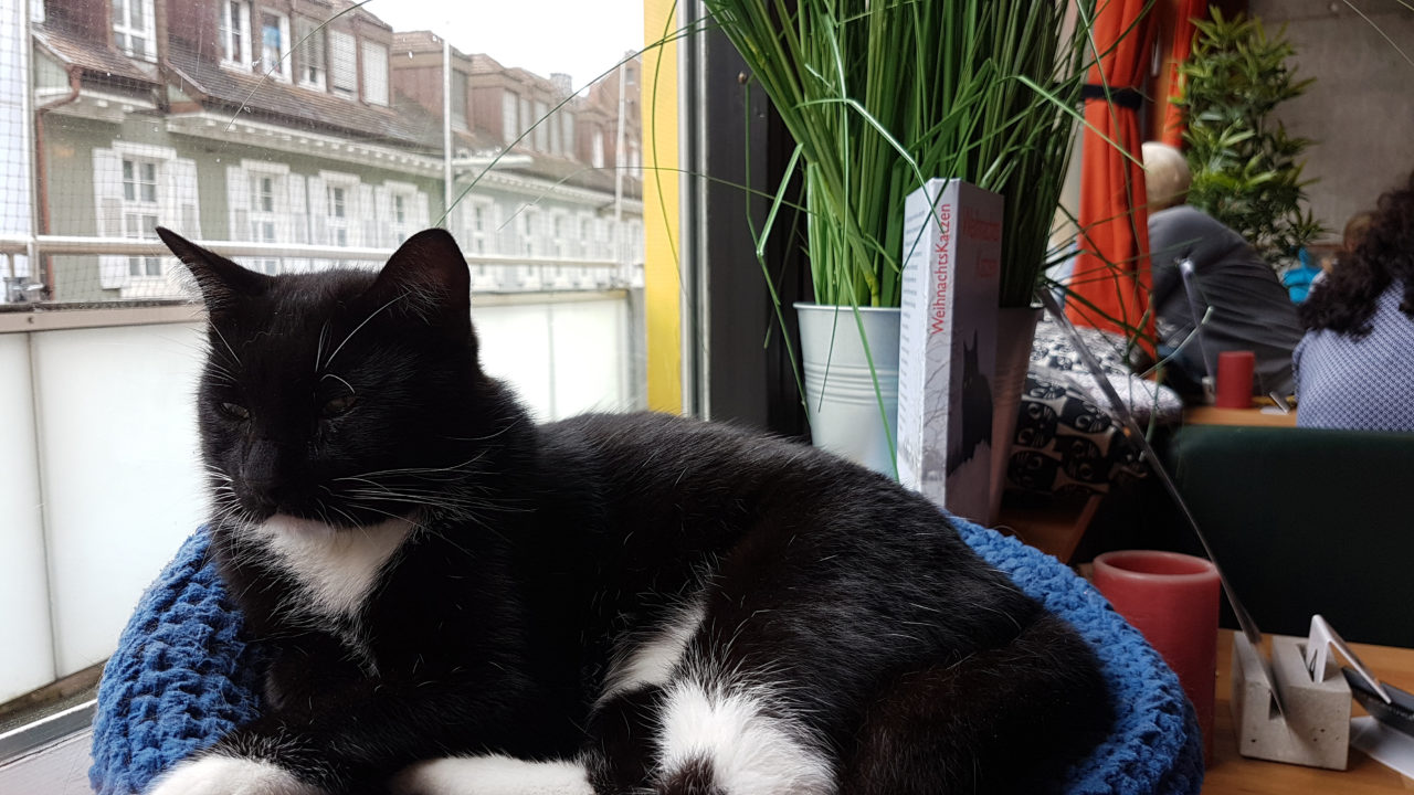 Cats Café | Das Katzencafé in Karlsruhe | Living the Beauty